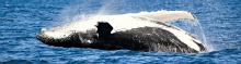Dunsborough