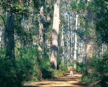 Manjimup