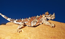 Pilbara