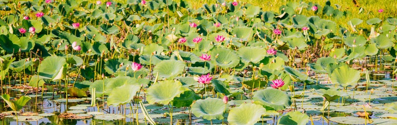 Kakadu National Park - N.T