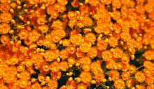 Gingin